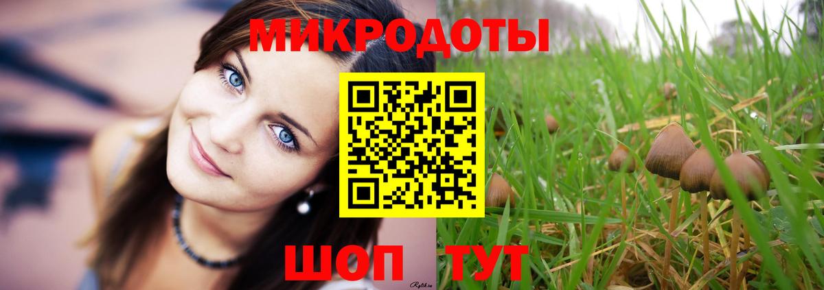 Псилоцибиновые грибы Psilocybe Канск